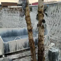 شاخ گوزنی|عمدهفروشی|هشتگرد, شهرک ولیعصر (مصلی)|دیوار