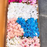 ارکیده ۹ گل لمسی