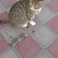 گربه
