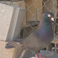 سیاه ابادانی