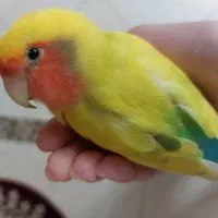 گمشده