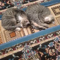 دوتا بچه گربه شیطون