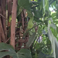گل باغی|گل و گیاه طبیعی|املش, |دیوار
