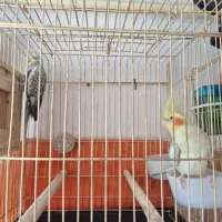 عروس هلندی