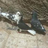 کبوتر