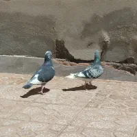کبوتر