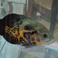 ماهی اسکار