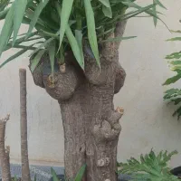گیاه یوکا