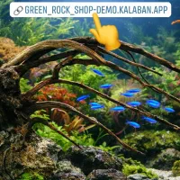 ماهی گیاه آکواریوم