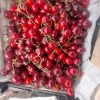 گیلاس