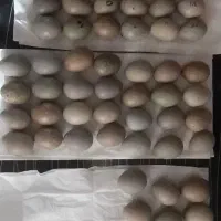 تخم بلدرچین