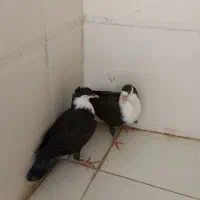 سلام جفت جوجه ریش کاکل