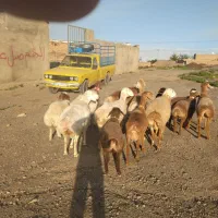 میش چینی خریدارم