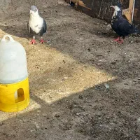 کبوتر ریش سیاه یک جفت نروماده