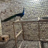 طاووس مصری