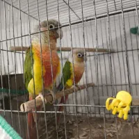 گرینچیک آلناسی