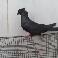 زاغ