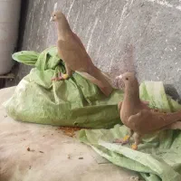 کفتر|پرنده|شادمهر, |دیوار