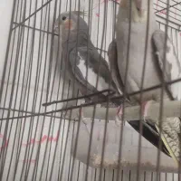 عروس هلندی  . اسم نرش چیگو