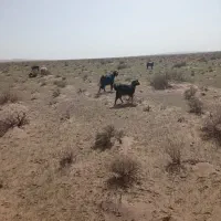 گوسفند فروشی