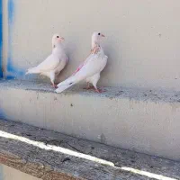 کبوتر سرور