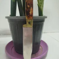 چاقو عتیغه