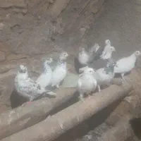 کبوتر