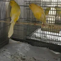 قناری رسمی