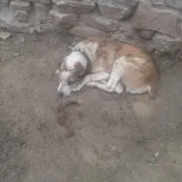 سگ گلگی