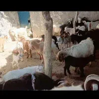 بز و کهره جوان