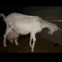 شاه بز  3کیلو شیر در بزرگترین کانال دام سبک