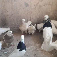 طوقی سرور یجایی