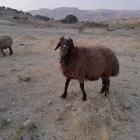 قوچ بزگوسفند میش