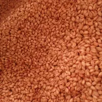 گندم بوجاری شد