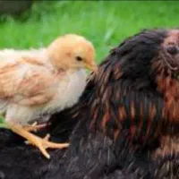 سه مرغ سیاه محلی با یک خروس تمام سیاه ایام سمانی