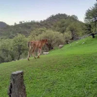 سه عدد اسب