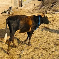 گوساله