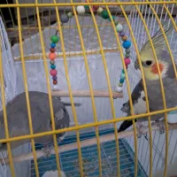 فروش|پرنده|تهران, جی|دیوار