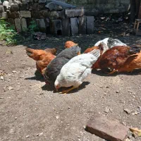 فروش مرغ آذری