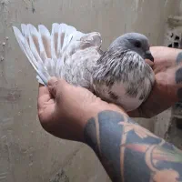 پرنده|پرنده|بهارستان, |دیوار