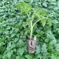 گلخانه نشا قراردادی