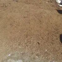 کود پوسیده گاوی وگوسفندی