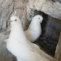 فروش کبوتر