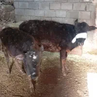 دوعدد گوساله ماده