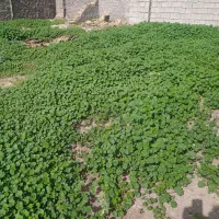 فروش زمین. کنار. شهر