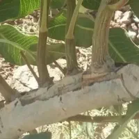 پیوند پسته حرفه‌ای