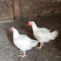 مرغ گوشتی