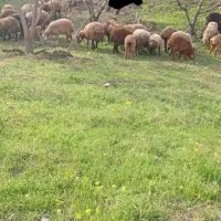 ۱۷راس بره نراوداخ وسه راس گوسفند بالالی مناسب