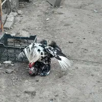 تخم مرغ گلین نطفه دار