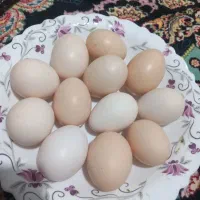 تخم مرغ